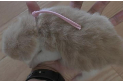 成約済の茨城県のノルウェージャンフォレストキャット-30975の4枚目